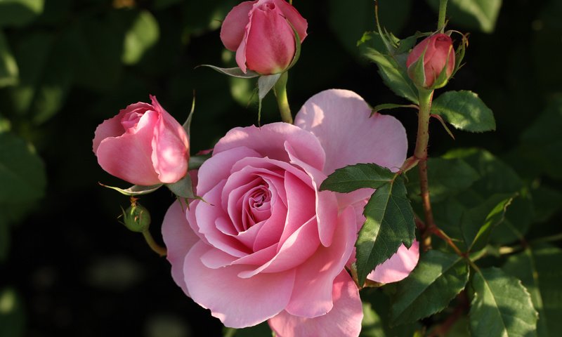 Обои бутоны, роза, куст, buds, rose, bush разрешение 2048x1365 Загрузить