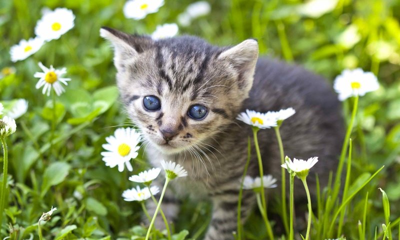 Обои цветы, мордочка, взгляд, котенок, ромашки, малыш, flowers, muzzle, look, kitty, chamomile, baby разрешение 2048x1413 Загрузить