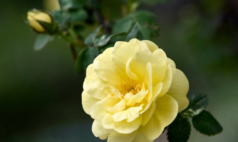 Обои макро, роза, желтая роза, macro, rose, yellow rose разрешение 1920x1536 Загрузить