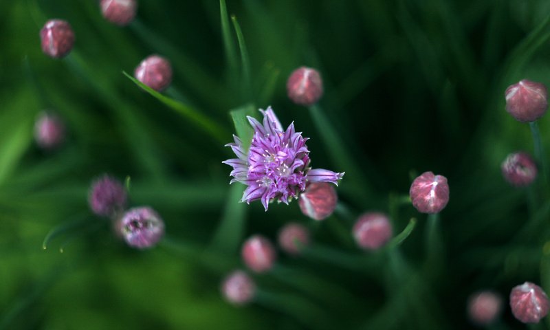 Обои зелень, весна, лук, дикий лук, greens, spring, bow, wild onion разрешение 3888x2592 Загрузить