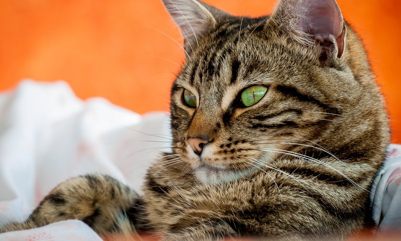 Обои портрет, кот, мордочка, кошка, взгляд, portrait, cat, muzzle, look разрешение 2409x1867 Загрузить