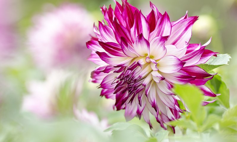 Обои макро, боке, георгин, macro, bokeh, dahlia разрешение 2048x1356 Загрузить