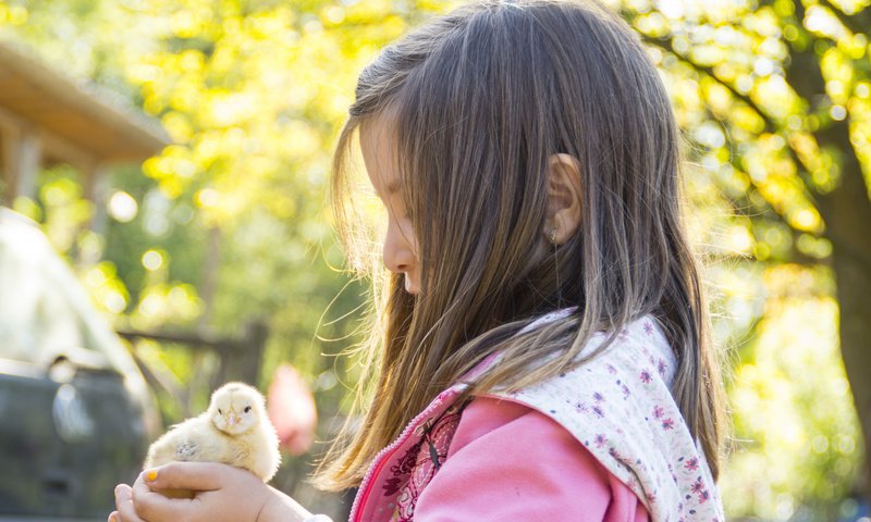 Обои девочка, ребенок, нежность, цыплёнок, girl, child, tenderness, chicken разрешение 2048x1365 Загрузить