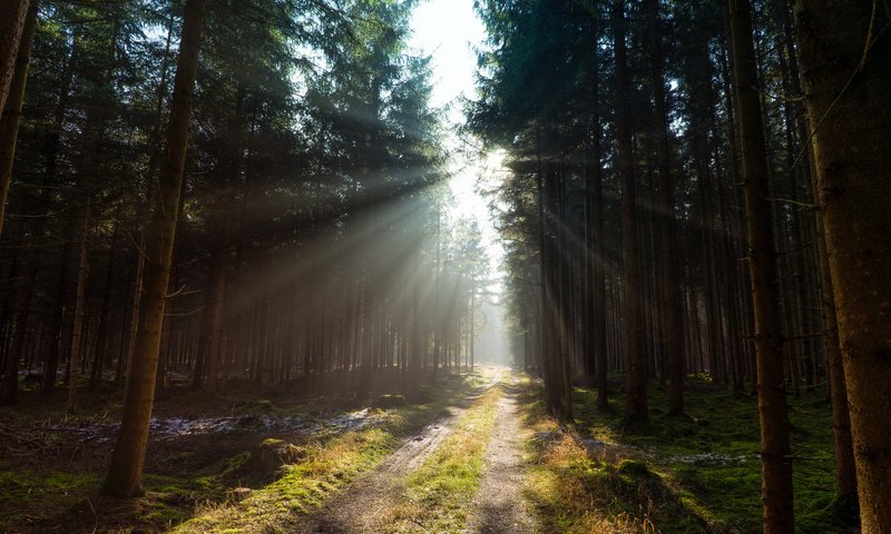 Обои дорога, деревья, лес, солнечный свет, road, trees, forest, sunlight разрешение 2048x1365 Загрузить