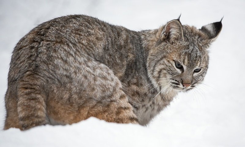 Обои снег, рысь, хищник, snow, lynx, predator разрешение 2048x1203 Загрузить