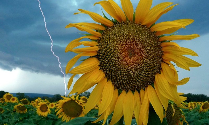 Обои небо, цветы, молния, поле, подсолнух, the sky, flowers, lightning, field, sunflower разрешение 2784x2088 Загрузить