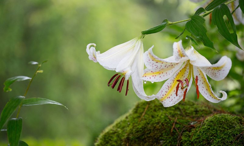 Обои цветы, макро, лепестки, мох, лилии, flowers, macro, petals, moss, lily разрешение 1920x1200 Загрузить