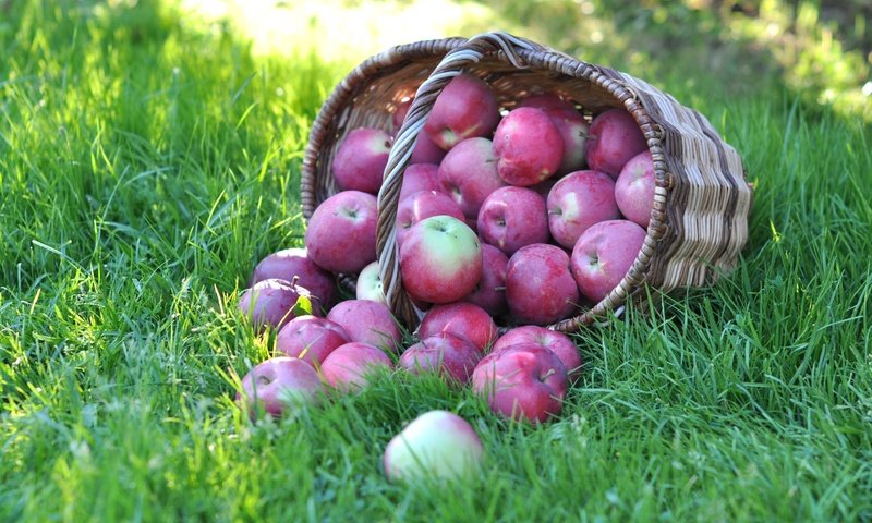 Обои трава, фрукты, яблоки, корзина, grass, fruit, apples, basket разрешение 3000x1918 Загрузить