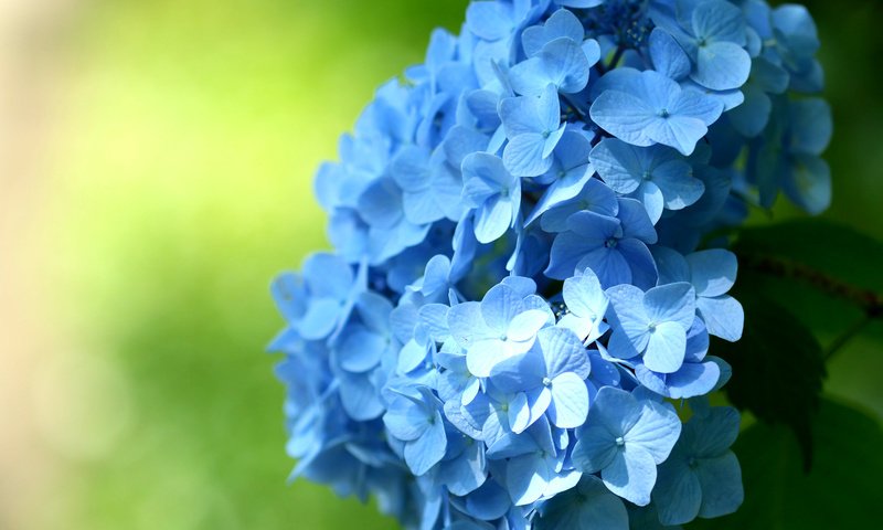 Обои цветы, макро, голубые, соцветие, гортензия, flowers, macro, blue, inflorescence, hydrangea разрешение 2048x1365 Загрузить