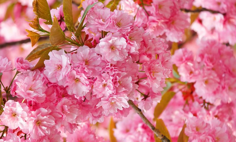 Обои цветение, весна, сакура, нежность, розовая, flowering, spring, sakura, tenderness, pink разрешение 2560x1707 Загрузить