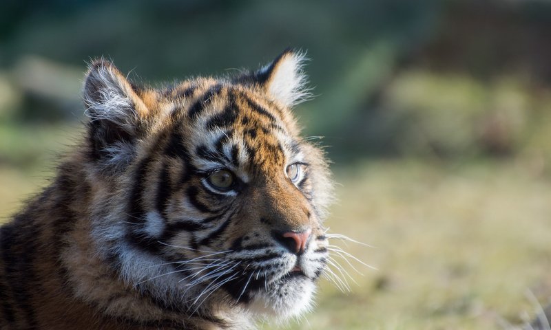 Обои тигр, взгляд, тигренок, детеныш, суматранский тигр, tiger, look, cub, sumatran tiger разрешение 2048x1365 Загрузить