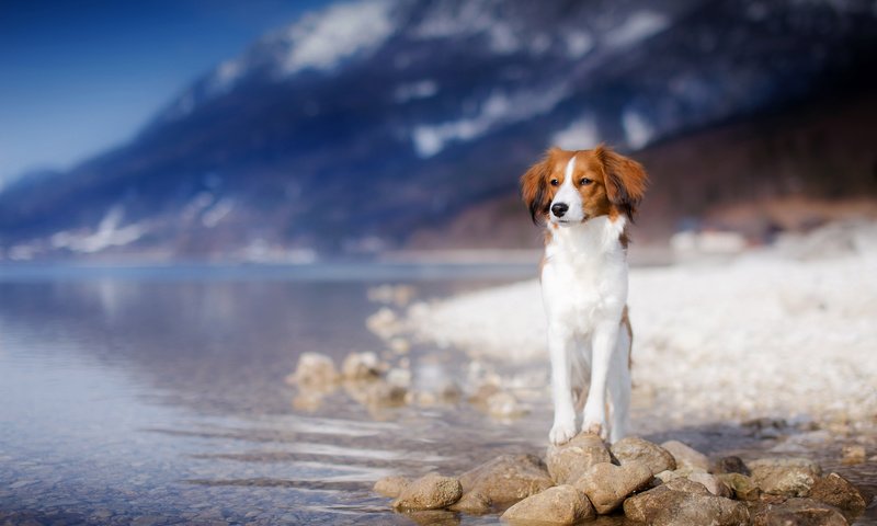 Обои озеро, горы, взгляд, собака, друг, lake, mountains, look, dog, each разрешение 2048x1365 Загрузить
