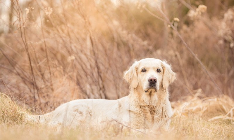 Обои взгляд, собака, друг, luna, золотистый ретривер, look, dog, each, golden retriever разрешение 1920x1147 Загрузить