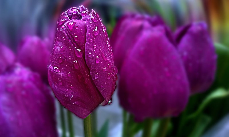 Обои цветы, весна, тюльпаны, боке, капли воды, flowers, spring, tulips, bokeh, water drops разрешение 2880x1800 Загрузить