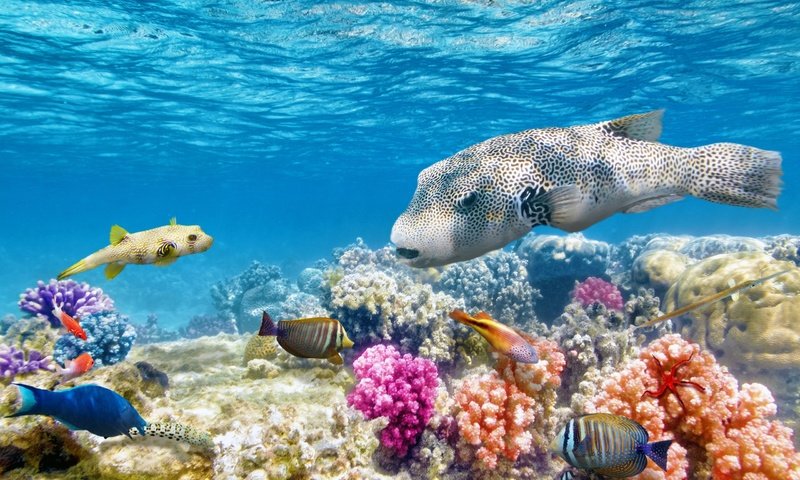 Обои море, рыбы, океан, кораллы, риф, подводный мир, sea, fish, the ocean, corals, reef, underwater world разрешение 2560x1600 Загрузить