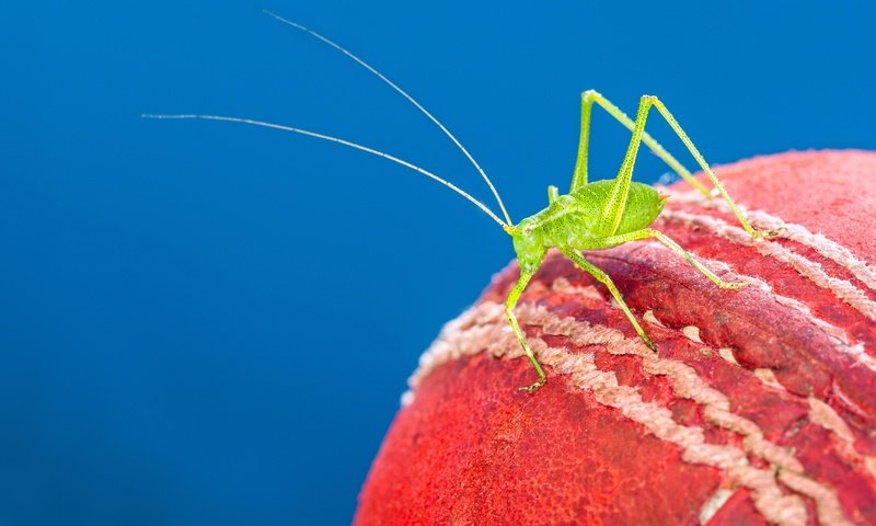 Обои макро, насекомое, мяч, краcный, кузнечик, cricket ball, крикет, macro, insect, the ball, red, grasshopper, cricket разрешение 4860x3240 Загрузить