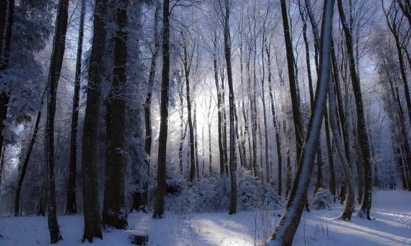 Обои деревья, лес, зима, trees, forest, winter разрешение 2048x1387 Загрузить
