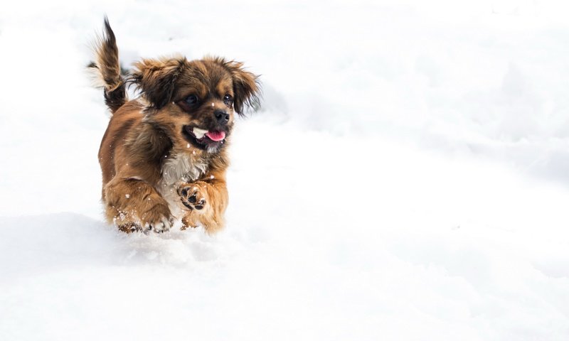 Обои снег, зима, мордочка, собака, щенок, лапки, snow, winter, muzzle, dog, puppy, legs разрешение 2560x1707 Загрузить