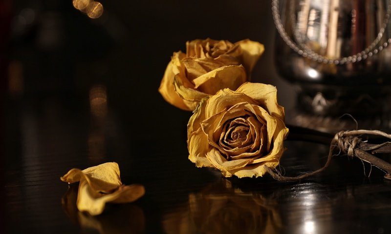 Обои цветы, фон, розы, flowers, background, roses разрешение 2048x1365 Загрузить