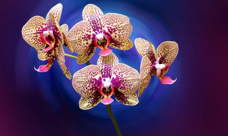 Обои цветы, лепестки, орхидея, flowers, petals, orchid разрешение 2048x1360 Загрузить