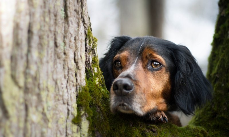 Обои дерево, взгляд, собака, мох, друг, tree, look, dog, moss, each разрешение 5184x3456 Загрузить