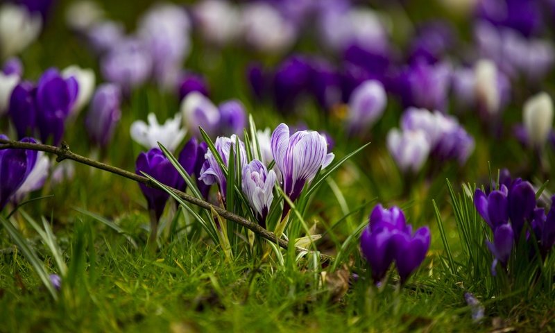 Обои цветы, трава, весна, крокусы, flowers, grass, spring, crocuses разрешение 1920x1280 Загрузить