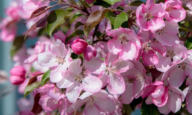 Обои цветы, дерево, цветение, весна, розовые, flowers, tree, flowering, spring, pink разрешение 1920x1281 Загрузить