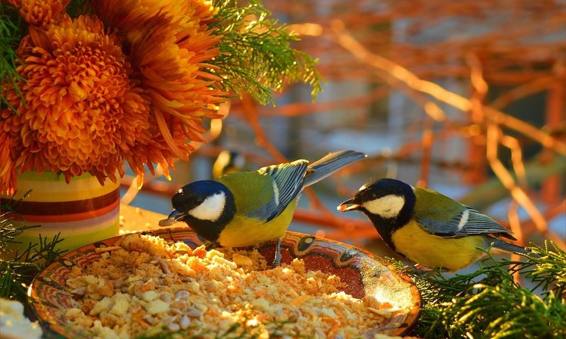 Обои цветы, птицы, птички,  цветы, крошки, синицы, пернатые, flowers, birds, crumbs, tits разрешение 3002x1908 Загрузить