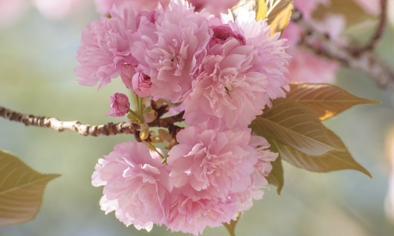 Обои цветы, ветка, цветение, сад, весна, сакура, flowers, branch, flowering, garden, spring, sakura разрешение 2048x1360 Загрузить