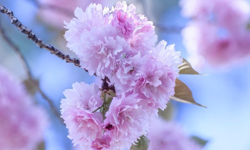 Обои цветение, лепестки, сад, весна, сакура, flowering, petals, garden, spring, sakura разрешение 2048x1360 Загрузить