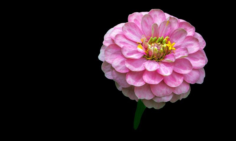 Обои фон, цветок, розовый, цинния, background, flower, pink, zinnia разрешение 4444x3052 Загрузить