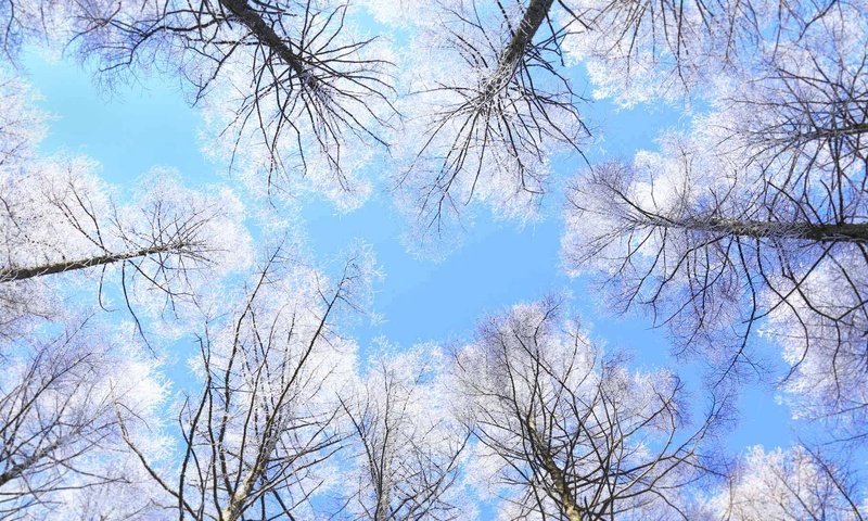 Обои небо, деревья, япония, нагано, the sky, trees, japan, nagano разрешение 1920x1080 Загрузить