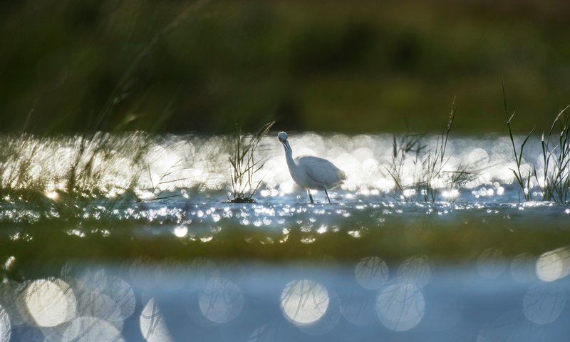 Обои трава, озеро, рассвет, птица, животное, холодно, лебедь, ray hennessy, grass, lake, dawn, bird, animal, cold, swan разрешение 4524x3011 Загрузить