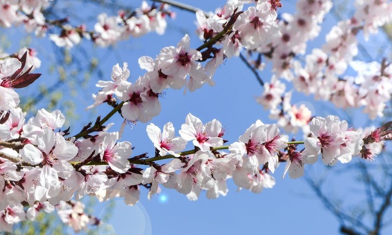 Обои небо, цветение, сад, весна, the sky, flowering, garden, spring разрешение 3438x1600 Загрузить