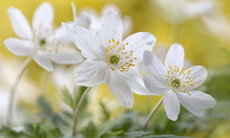 Обои цветы, макро, белые, анемоны, flowers, macro, white, anemones разрешение 2048x1365 Загрузить
