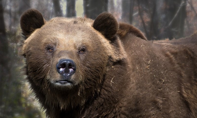 Обои природа, фон, медведь, nature, background, bear разрешение 2048x1365 Загрузить