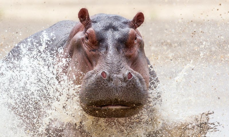 Обои вода, брызги, животное, бегемот, water, squirt, animal, hippo разрешение 2000x1352 Загрузить