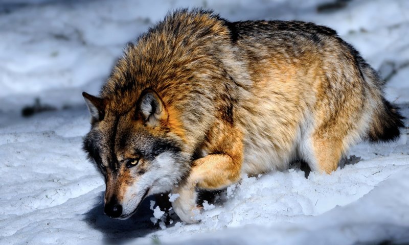 Обои снег, зима, хищник, волк, snow, winter, predator, wolf разрешение 2651x1700 Загрузить