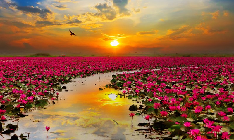 Обои небо, цветы, облака, вода, солнце, птица, таиланд, лотосы, the sky, flowers, clouds, water, the sun, bird, thailand, lotus разрешение 2880x1800 Загрузить