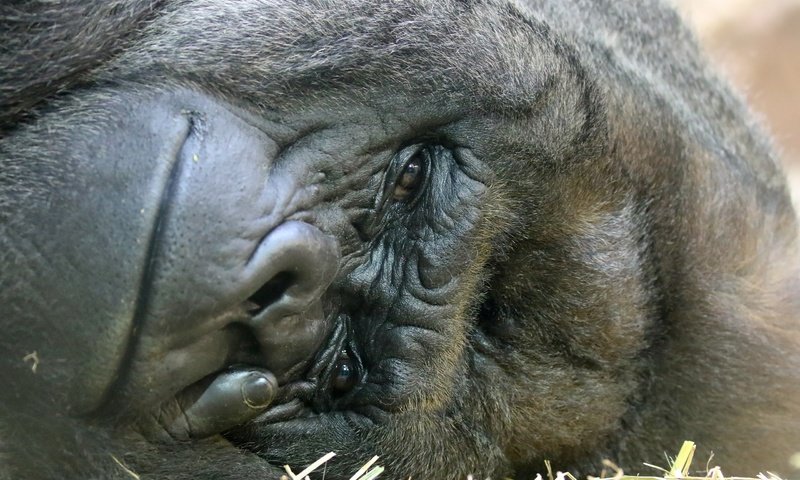 Обои фон, взгляд, обезьяна, горилла, background, look, monkey, gorilla разрешение 2560x1707 Загрузить
