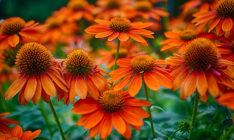 Обои цветы, поле, лепестки, стебель, эхинацея, flowers, field, petals, stem, echinacea разрешение 2048x1358 Загрузить