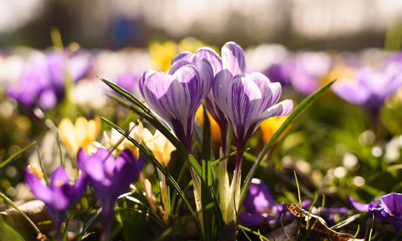Обои цветы, весна, крокус, шафран, flowers, spring, krokus, saffron разрешение 6016x4016 Загрузить