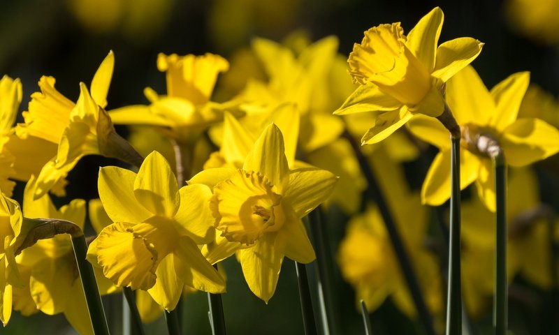 Обои цветы, весна, нарциссы, желтые, flowers, spring, daffodils, yellow разрешение 2048x1152 Загрузить