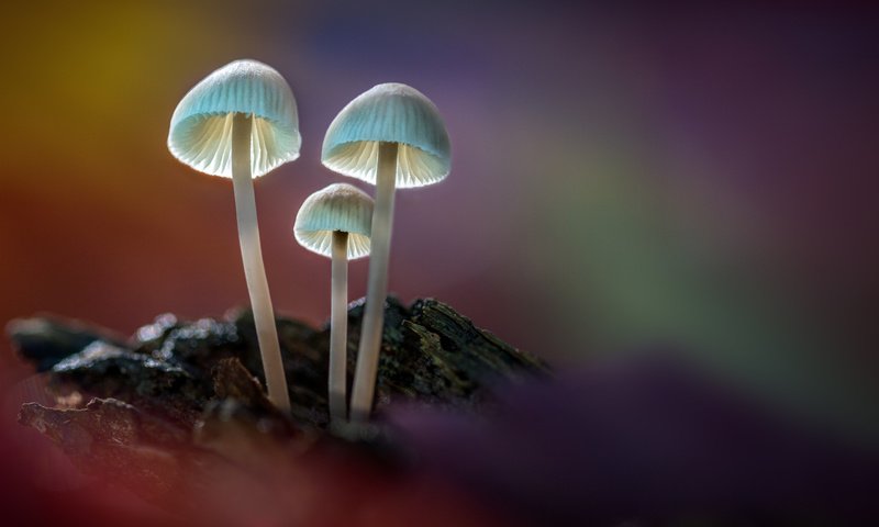 Обои свет, лес, грибы, sophiaspurgin, лесные грибы, light, forest, mushrooms, forest mushrooms разрешение 5760x3840 Загрузить