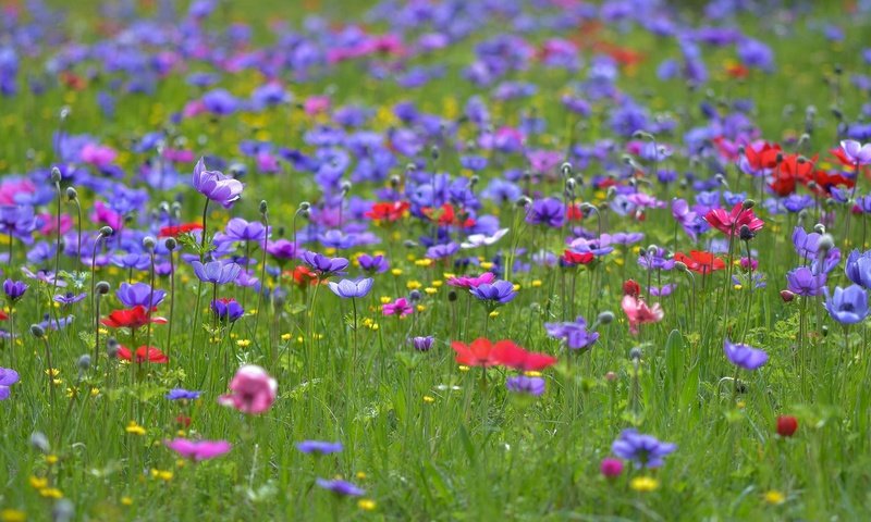 Обои цветы, трава, поле, лето, полевые цветы, анемоны, flowers, grass, field, summer, wildflowers, anemones разрешение 2048x1208 Загрузить