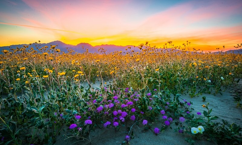 Обои цветы, горы, природа, поле, полевые цветы, flowers, mountains, nature, field, wildflowers разрешение 2560x1708 Загрузить