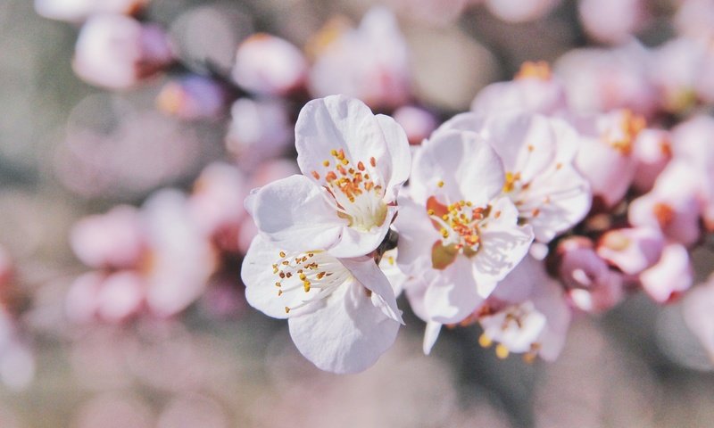 Обои цветы, ветка, цветение, весна, flowers, branch, flowering, spring разрешение 2560x1707 Загрузить