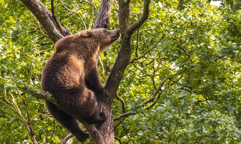 Обои дерево, медведь, на дереве, бурый медведь, tree, bear, on the tree, brown bear разрешение 2500x1667 Загрузить