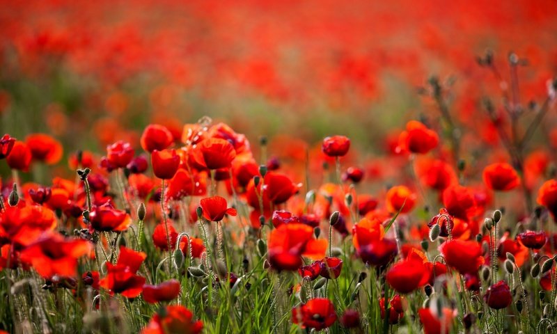 Обои цветы, поле, лето, красные, маки, боке, flowers, field, summer, red, maki, bokeh разрешение 2048x1365 Загрузить