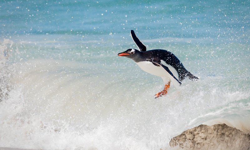 Обои волна, океан, птица, пингвин, wave, the ocean, bird, penguin разрешение 2000x1414 Загрузить